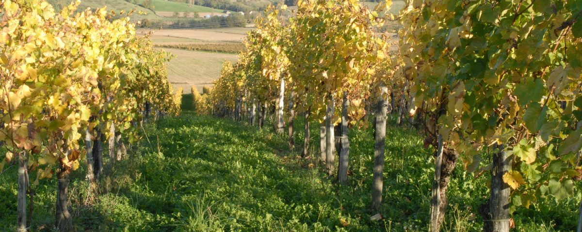 vignes domaine bordenave