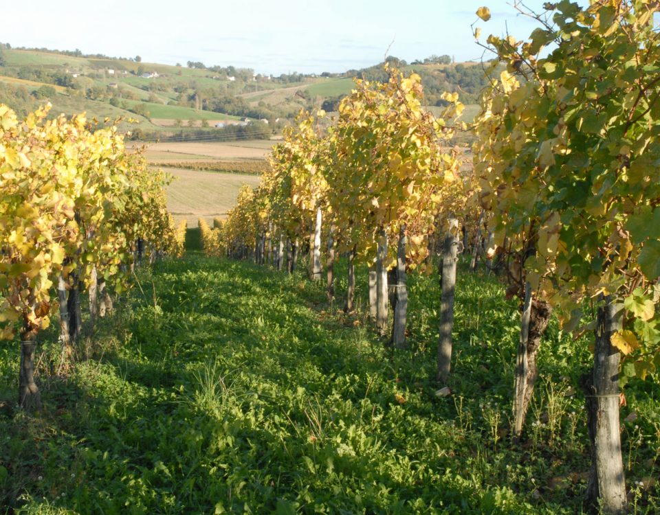 vignes domaine bordenave