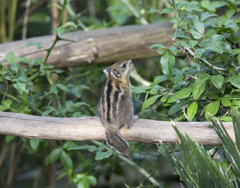 zoo asson pyrenees animaux bigorre mag bearn mag 1