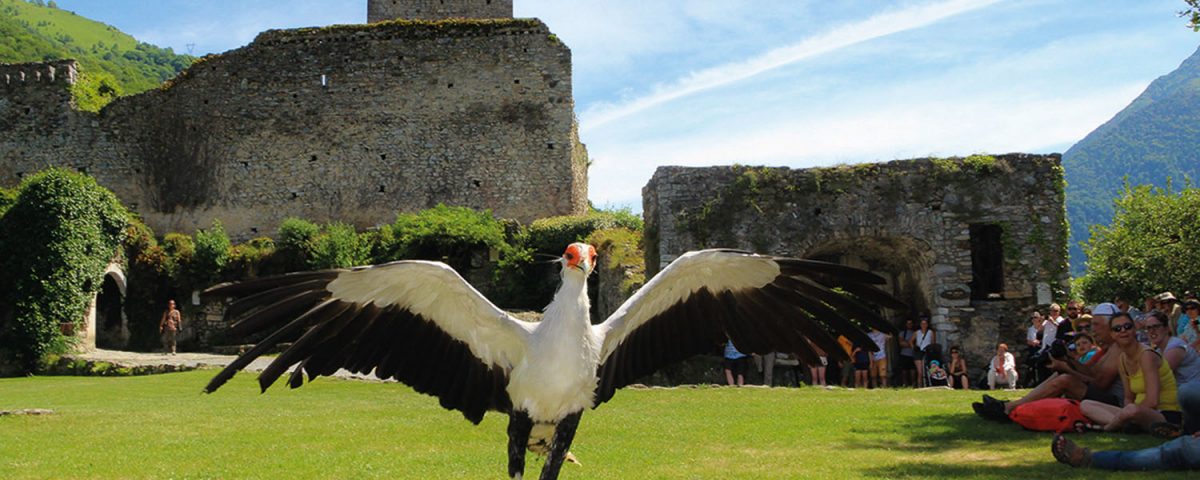 donjon aigles PH ENTETE comp