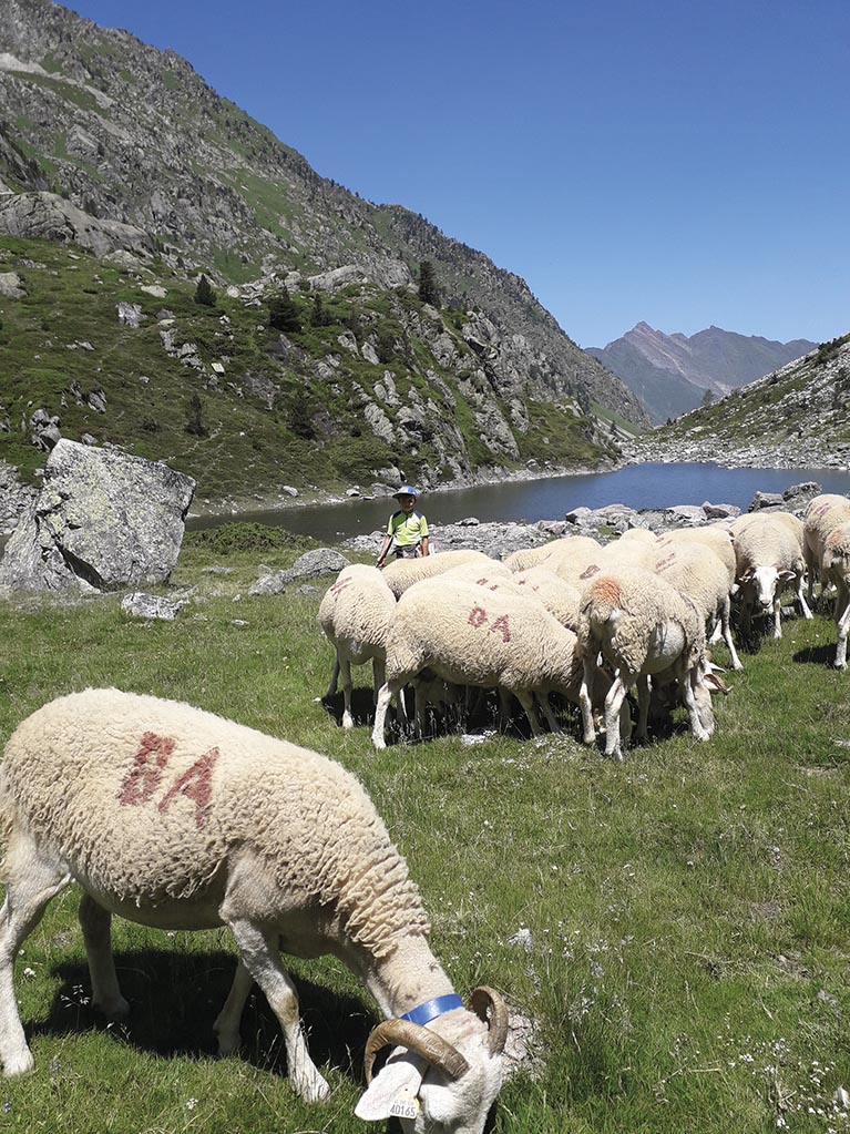 P08 284 transhumance 01