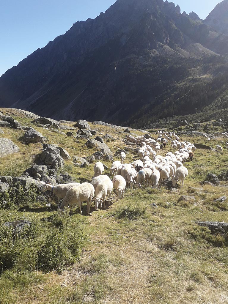 P08 284 transhumance 02