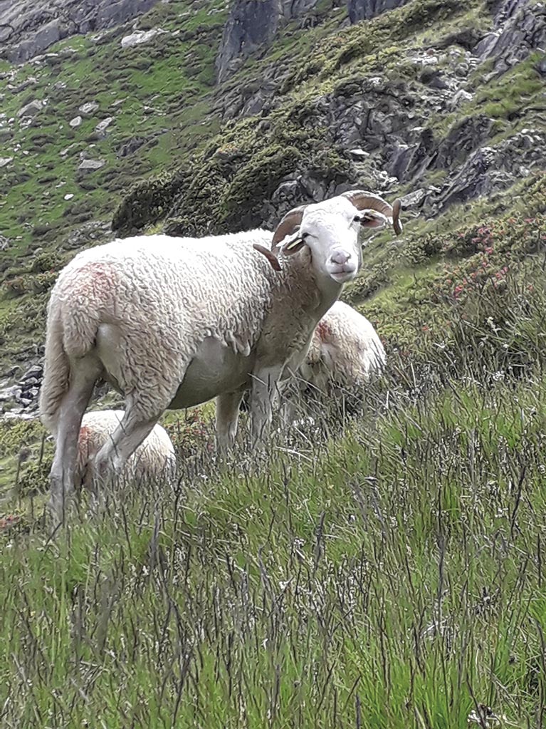 P08 284 transhumance 03