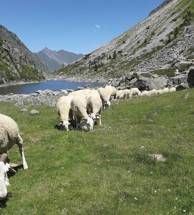 VIGNETTE 02 P08 284 transhumance