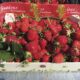 VIGNETTE 03 P20 300 FRAISES